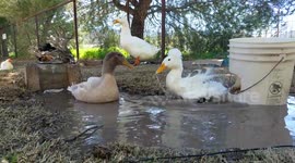 Frappuccino Bath Time ♡