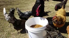 Sir Bubba and his Harem