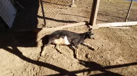 Sleepy Goat Lula