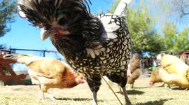 Sunday Brunch with the Cluckers