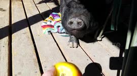 Fat Piggy Eats Apple