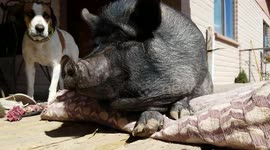 Fat Piggy's Nude Sunbath