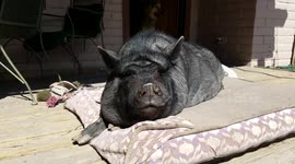 Fat Piggy is Rudely Awakened