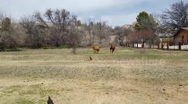 Farm Critter Smorgasbord