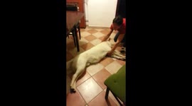 Probably the laziest dog on the internet