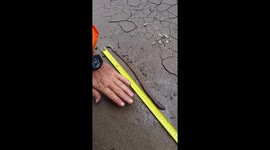 Is this the world's biggest worm?