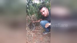 Man finds adorable sleeping koala in the wild