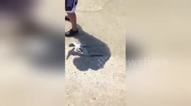 Group of friends rescue stricken bird on beach