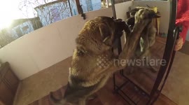 Dog attacks his own reflection in mirror