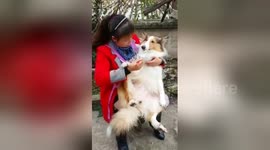 Woman feeds dog with chopsticks