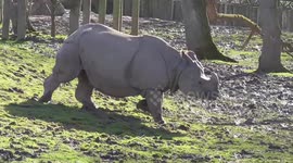 Rhino slides down muddy slope