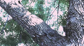 Cat in Tree
