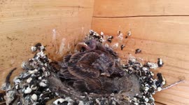 Mite INFESTED Baby Birds