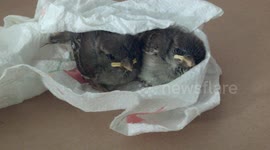 Rescued Baby Birds