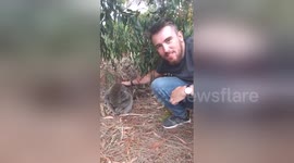 Newsflare Edit - Man finds adorable sleeping koala in the wild