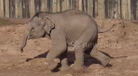 Cute baby elephant makes noisy rush towards food
