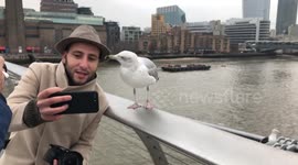 Tourist in London bitten by seagull while taking selfie