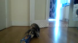 Hilarious Bunny attempting