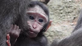 Adorable newborn baby macaque suckling