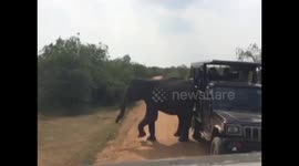 Elephant rubs her backside on safari truck
