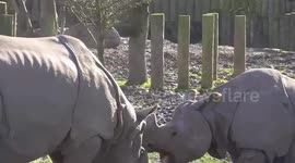 Rhinos face-off and clash heads in their zoo enclosure