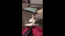 This husky puppy really hates his owner's singing