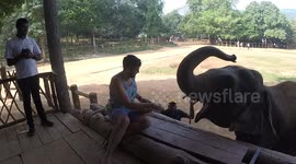 Feeding Elephants in Sri Lanka