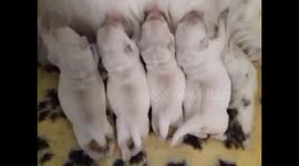 Puppies yum feed time