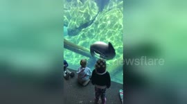 Adorable toddler plays with sea lion