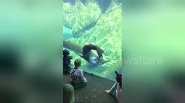 Sea lion interacts with adorable toddler at aquarium