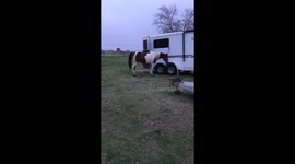 Horse bucking