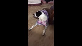 Dog wearing shirt as an anti itch