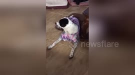 Newsflare Edit - Dog wearing shirt as an anti itch