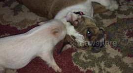 Bulldog puppy enjoy massages from baby pig