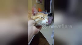 Newsflare Edit - Cute cat face