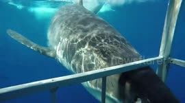 Terrifying moment great white shark breaks cage