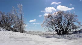 Freezing Rain Turns Tree to Popsicle