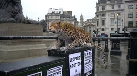 Leopard Loose in London,UK