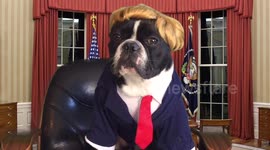 French bulldog dressed as Donald Trump signs executive order