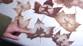 Chinese artist carves intricate portraits out of leaves