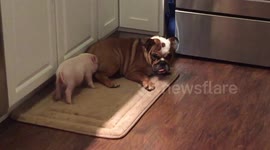 MiniPig Rooting English Bulldog -- And he went on for 30 minutes! -- Parents can relate to Lilo (LiloAndStytch.com)