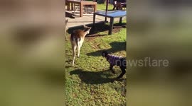Lamb and deer play around home garden in Australia