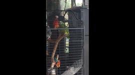 bird says