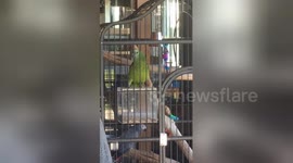 Parrot learns to say viral phrase 'cash me ousside'