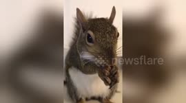 Newsflare Edit - Lexi the Pet Squirrel loves her grasshopper