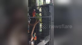 Parrot learns to say viral phrase 'cash me ousside'