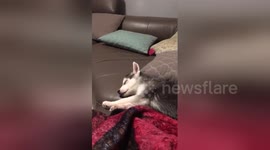 Newsflare Edit - Husky puppy hates my singing