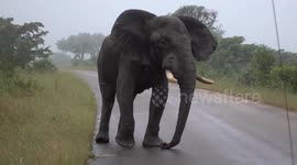 Elephant dangerously approaches safari Jeep