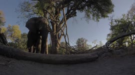 Angry elephant kicks GoPro camera