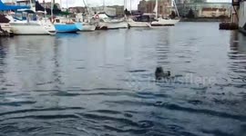 Seal waves at people to ask for fish